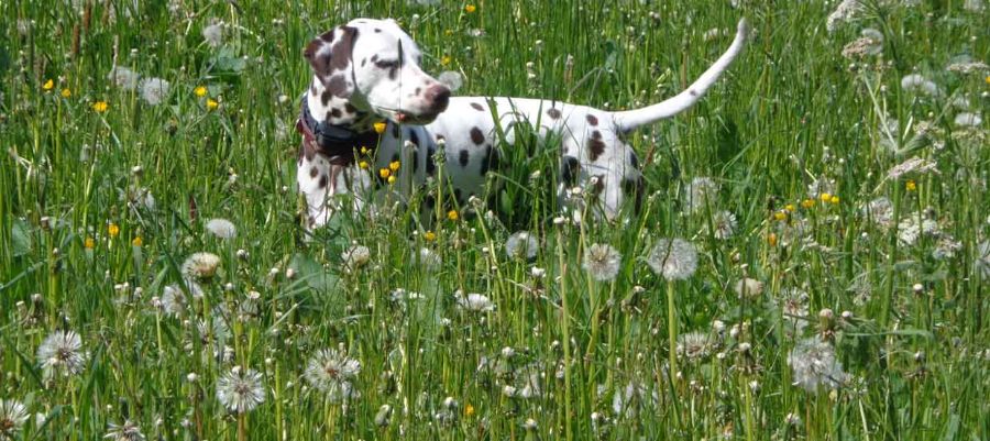 Dog Diarrhea: What Can You Do About It?