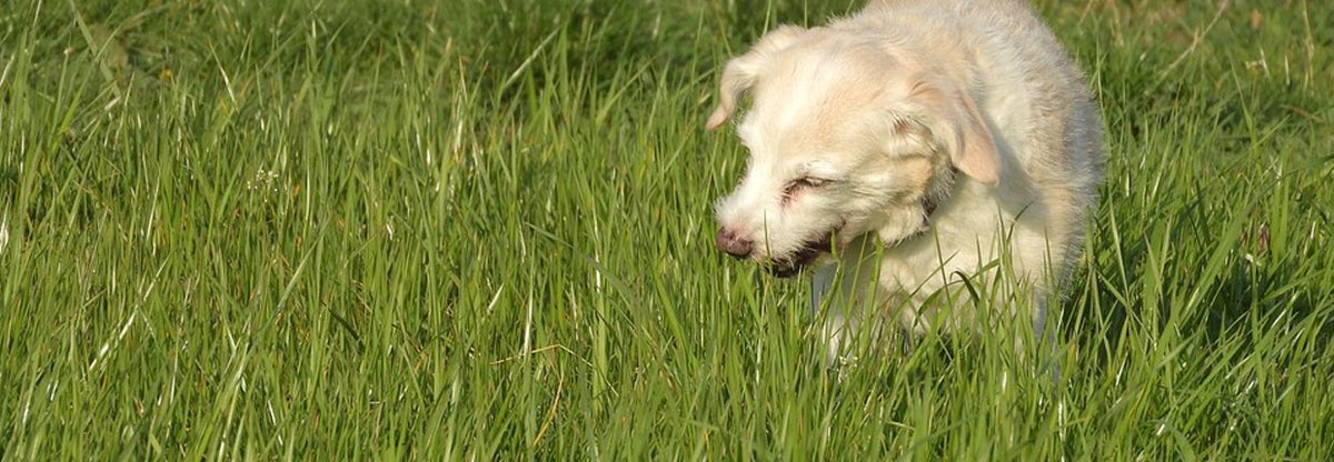 Why Do Dogs Eat Grass?