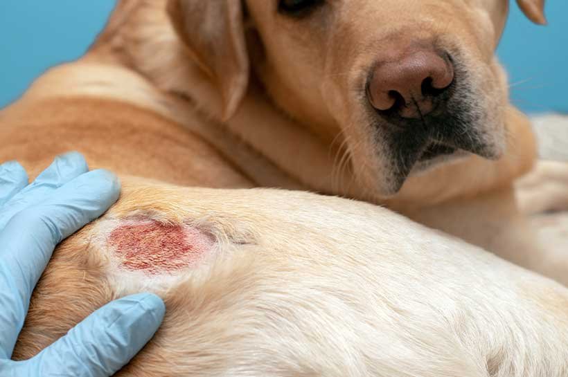 Hot Spots in Dogs: Tips for Treating Inflamed Wounds