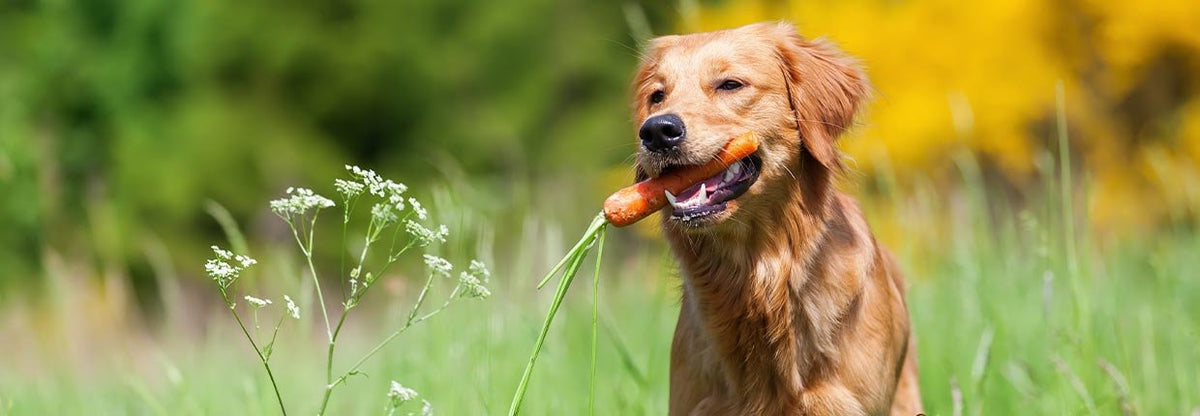 Gentle Diet for Dogs: What, How Much and For How Long?