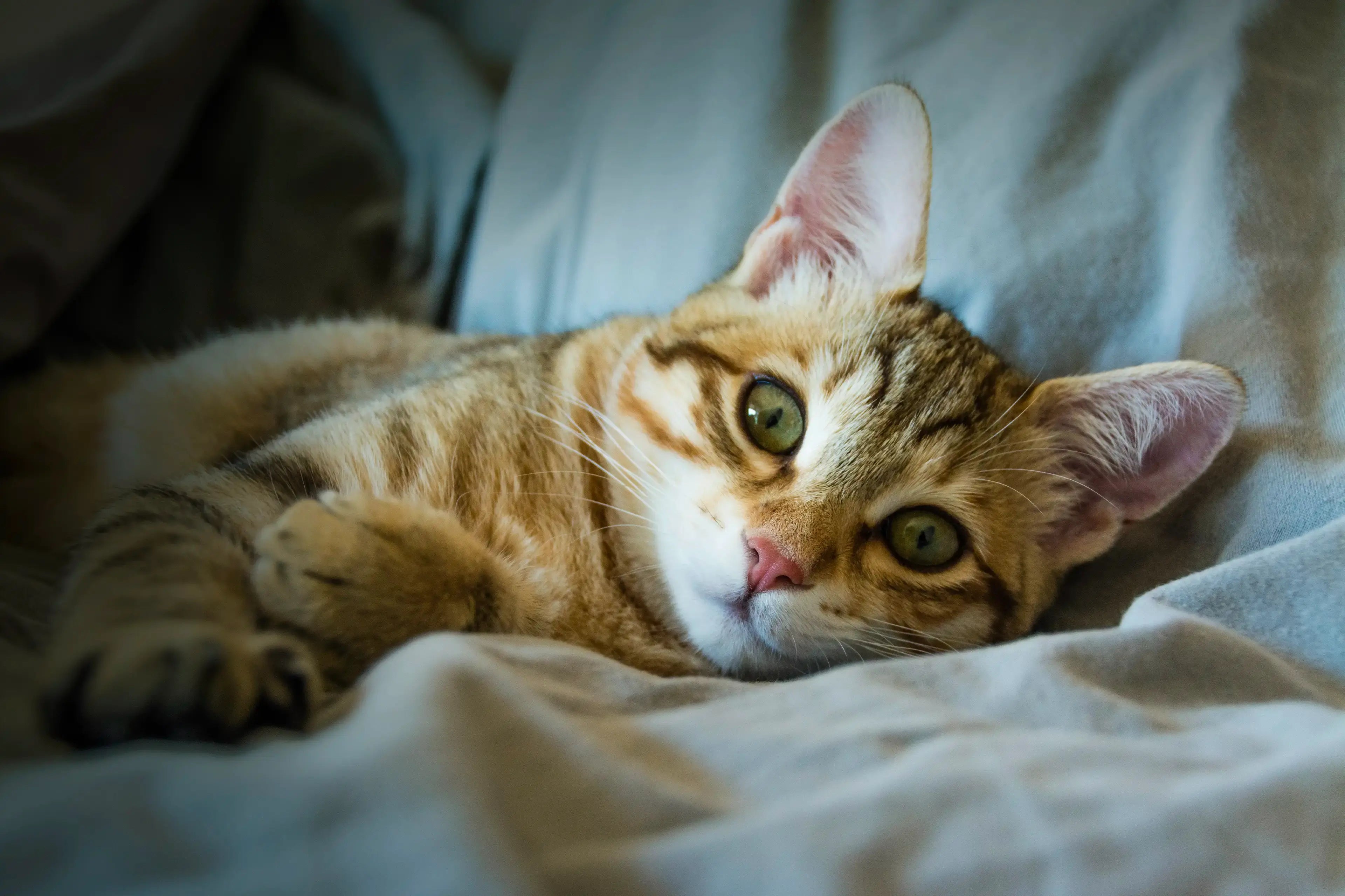 Constipation in cats - How to help your feline friend