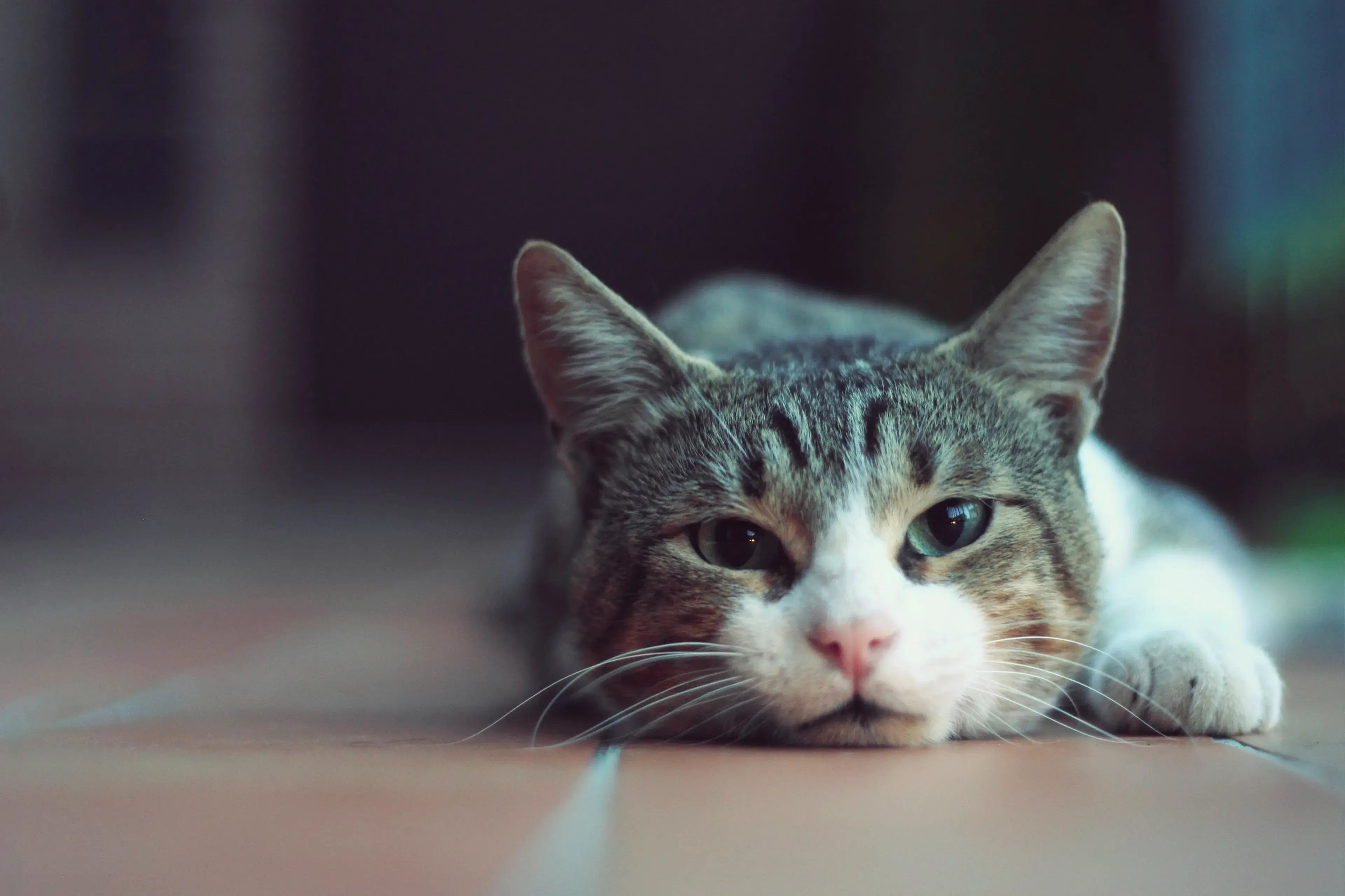 What should you do if your cat has diarrhoea?