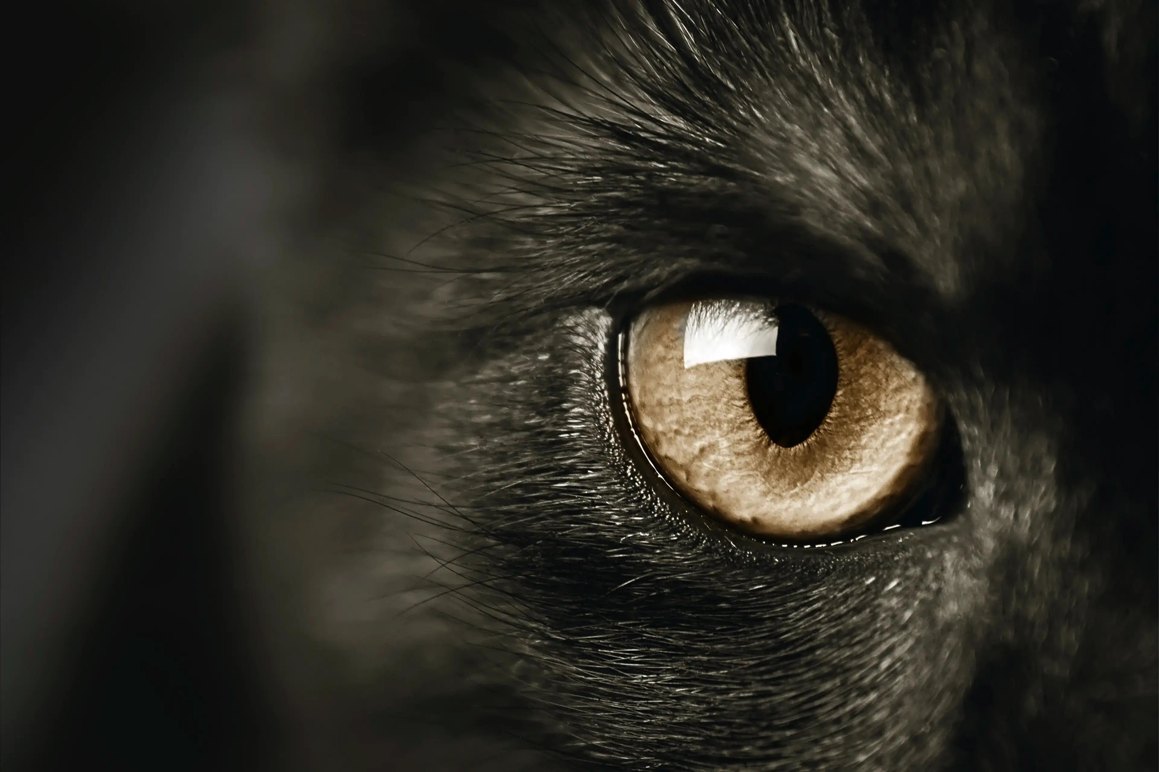 If your cat's eye is watering - causes and treatment