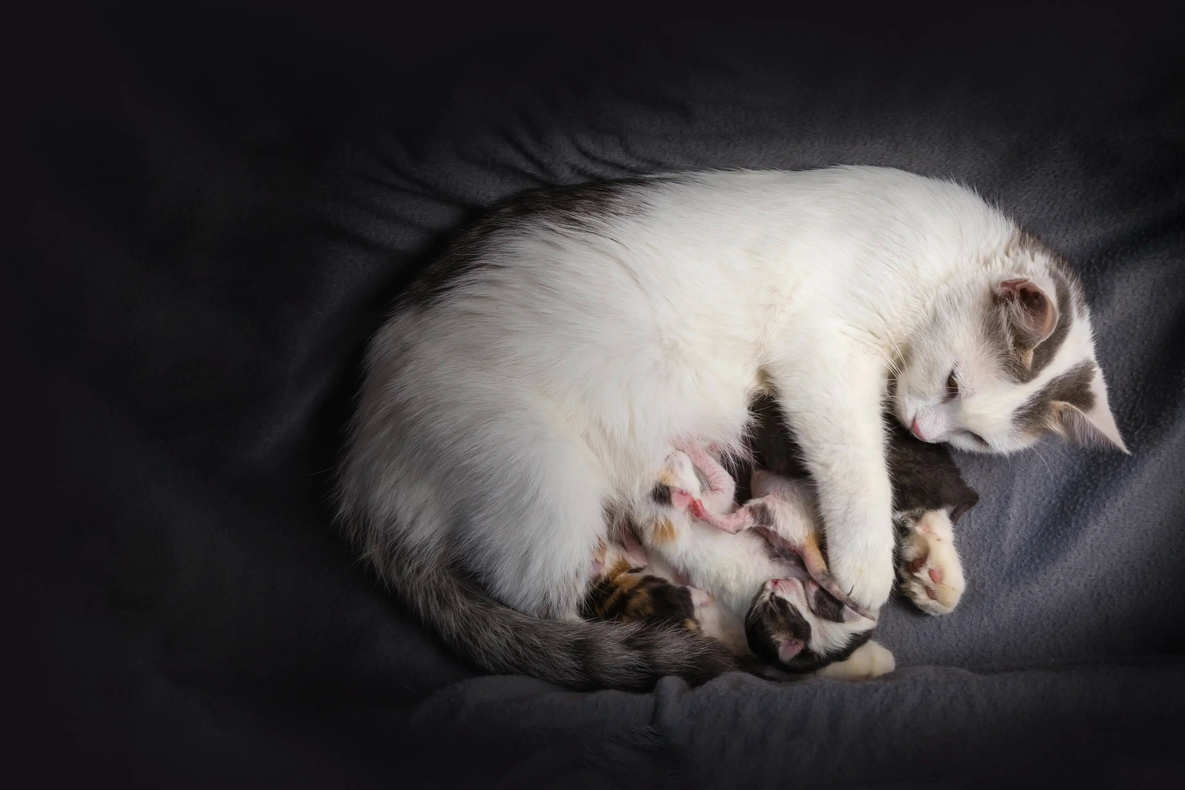 Pregnancy in cats: Signs, care and birth preparation