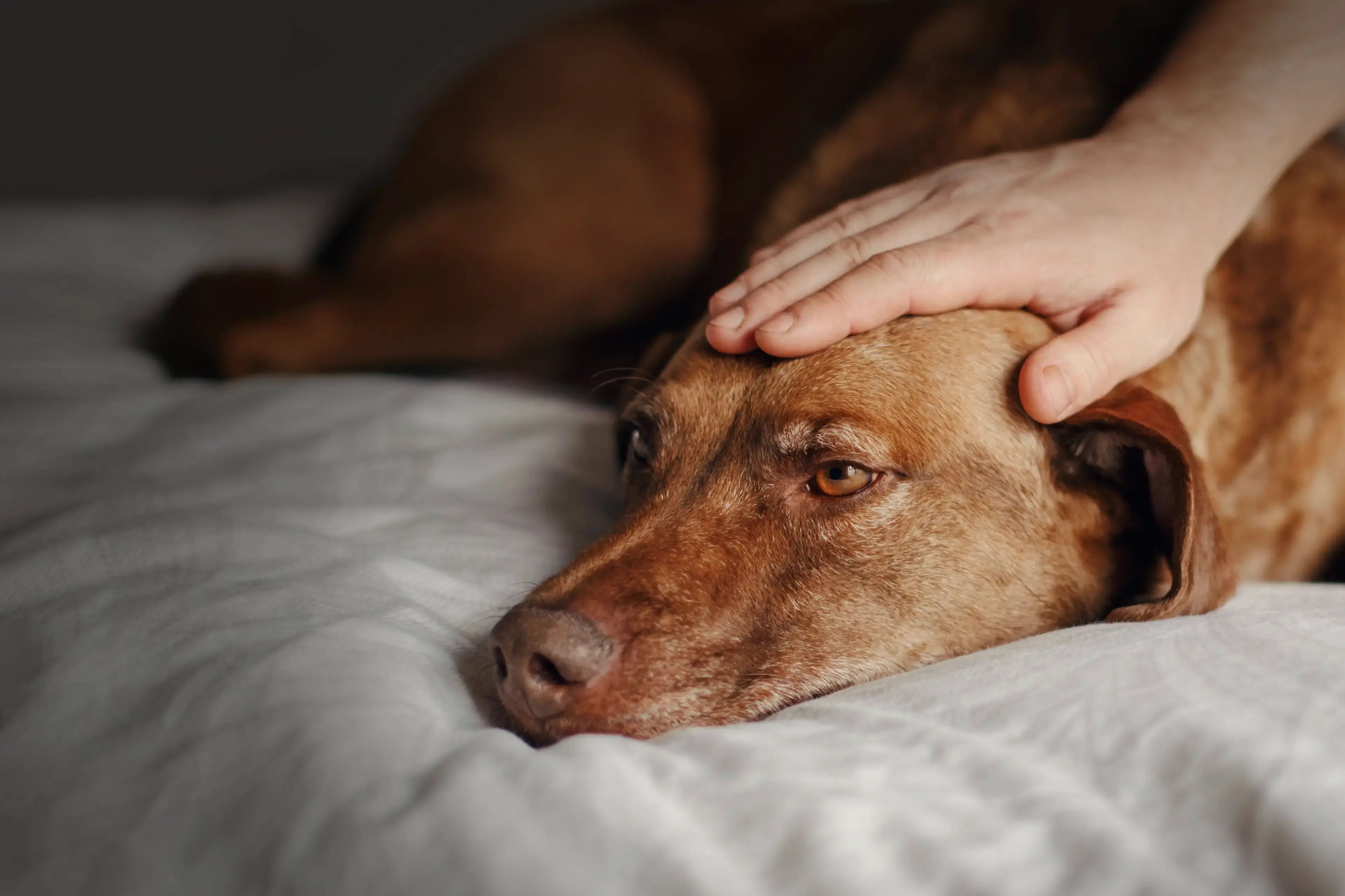 Dog bloating: Symptoms, causes and treatment opportunities