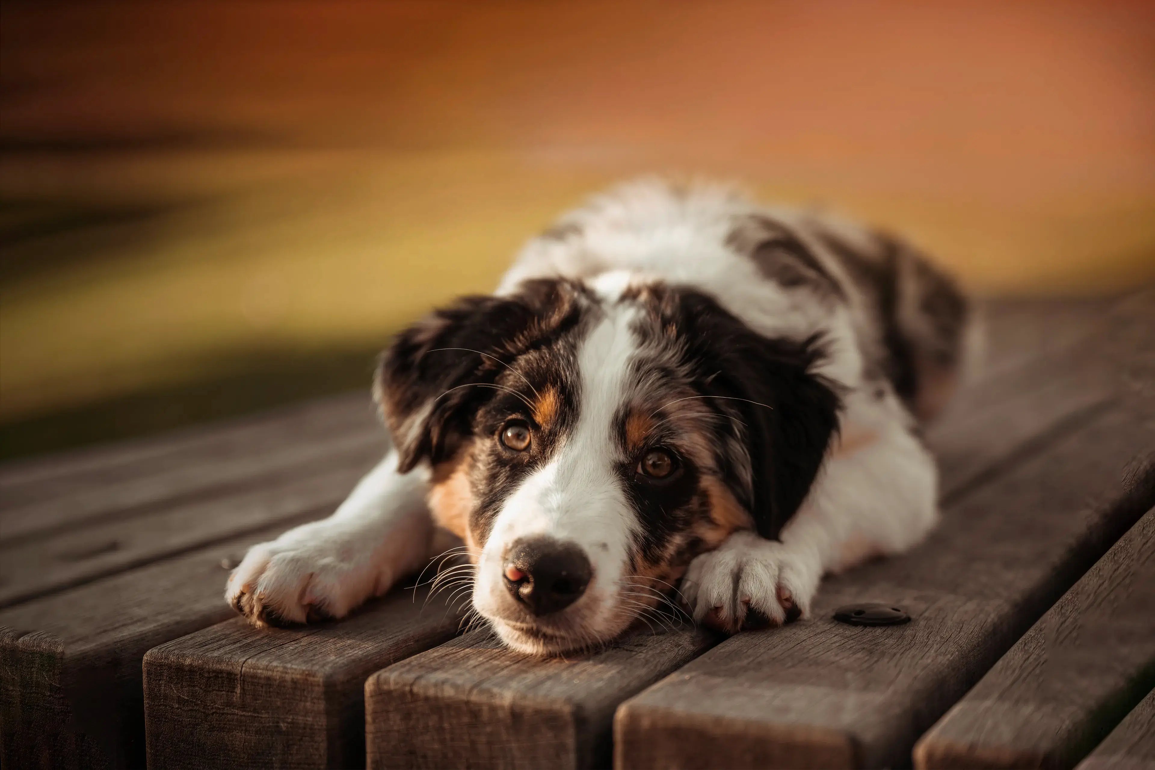 Diarrhoea in puppies: How to respond correctly!