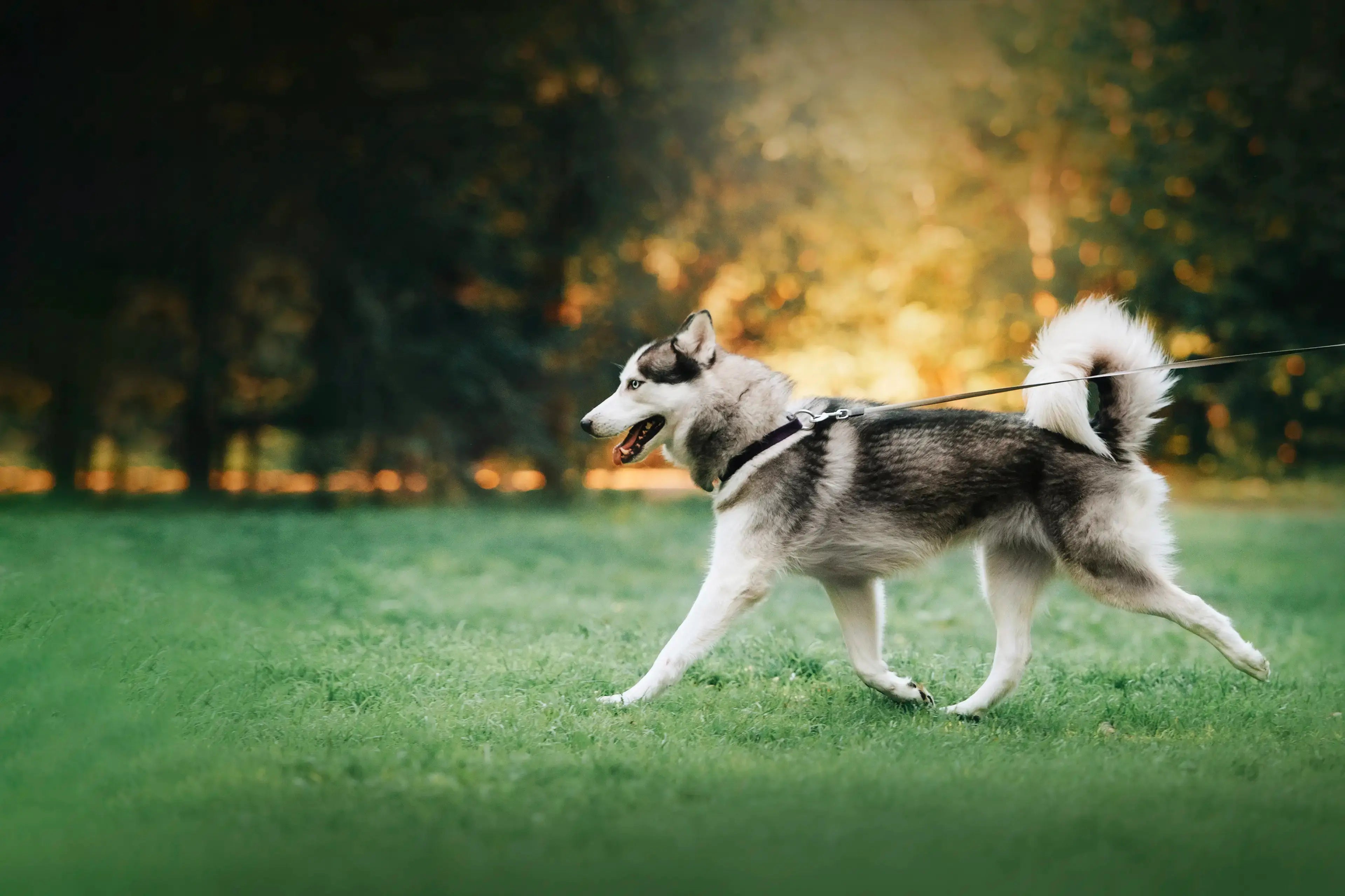 Going walkies: How to make the daily walk healthy for dog & owner