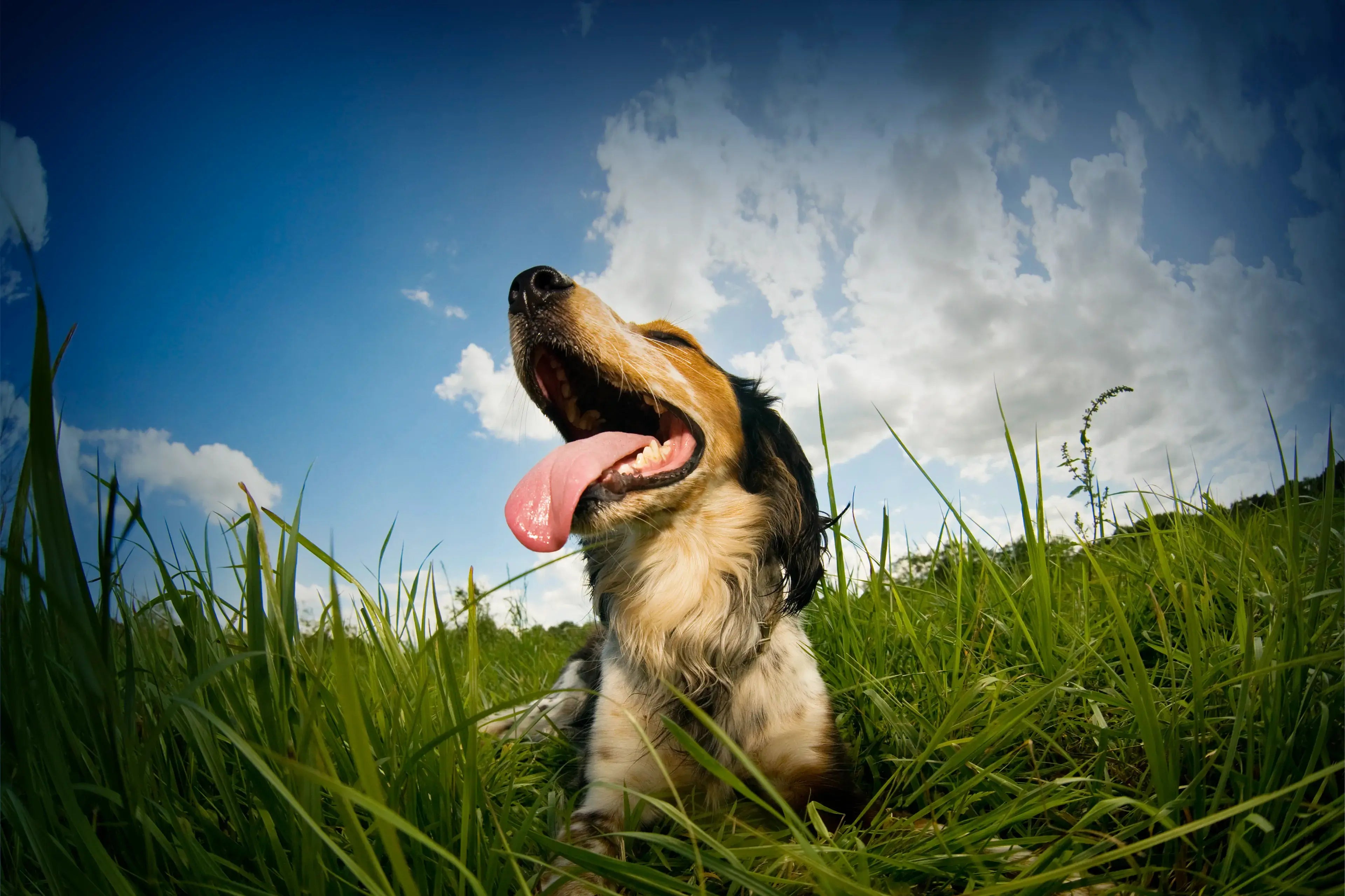 If your female dog is in heat: what to expect