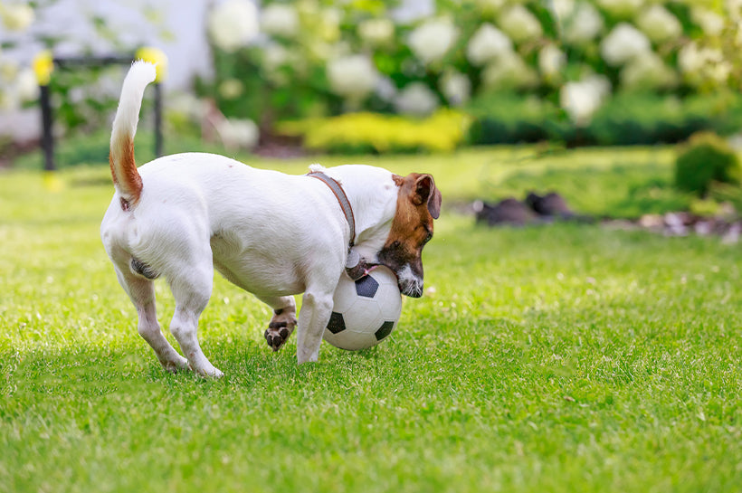 Bloating in Dogs: Causes, Symptoms and Home Treatment