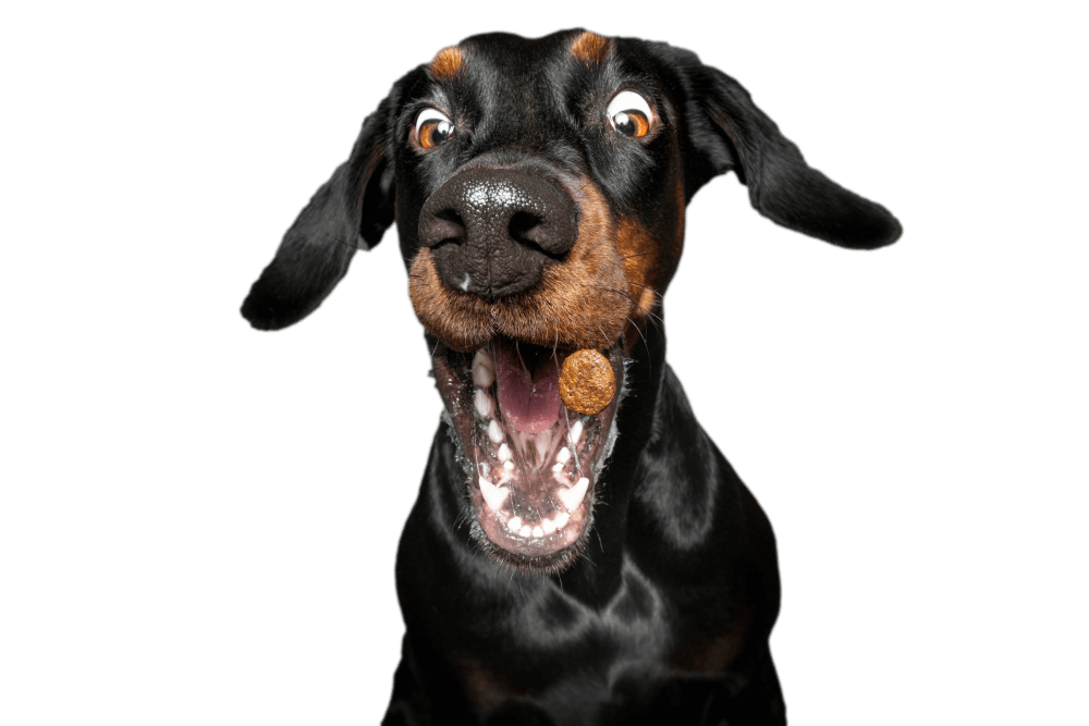 Josera Hungary